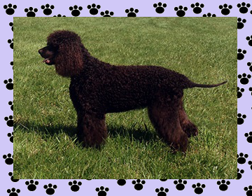 Irish Water Spaniel 2